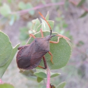 Amorbus sp. (genus) at Paddys River, ACT - 7 Jan 2015