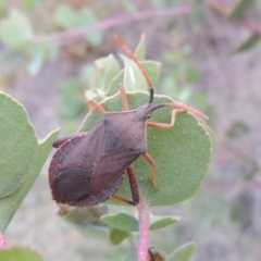 Amorbus sp. (genus) at Paddys River, ACT - 7 Jan 2015