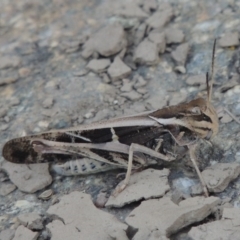 Gastrimargus musicus (Yellow-winged Locust or Grasshopper) at Point Hut to Tharwa - 3 Jan 2015 by michaelb