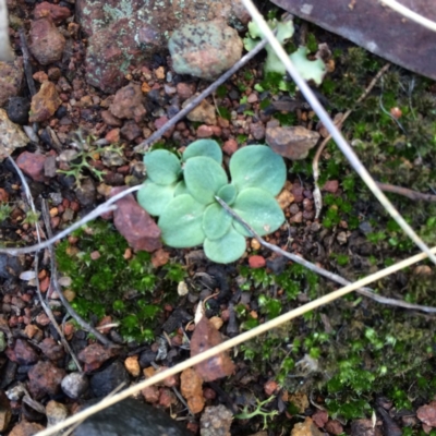 Unverified Orchid at Mount Majura - 19 Aug 2018 by petersan