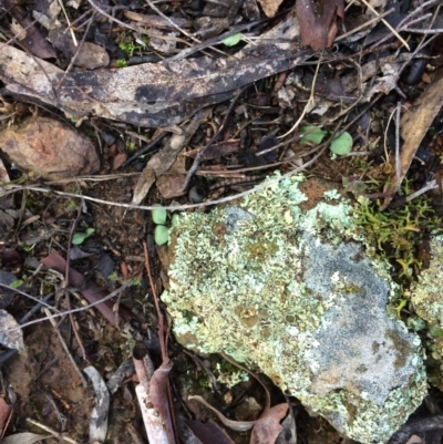 Unverified Orchid at Mount Majura - 19 Aug 2018 by petersan
