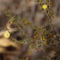 Acacia gunnii (Ploughshare Wattle) at Belconnen, ACT - 17 Aug 2018 by MatthewFrawley