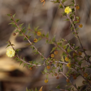 Acacia gunnii at Belconnen, ACT - 17 Aug 2018 11:47 AM