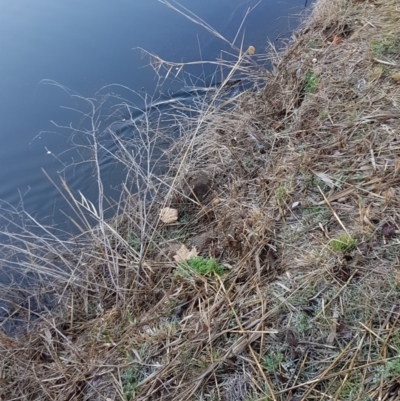 Hydromys chrysogaster (Rakali or Water Rat) at QPRC LGA - 18 Aug 2018 by tom.tomward@gmail.com