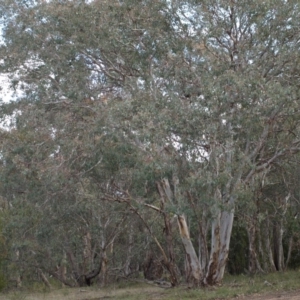 Eucalyptus polyanthemos at Aranda Bushland - 17 Aug 2018