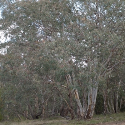 Eucalyptus polyanthemos (Red Box) at Aranda Bushland - 17 Aug 2018 by MatthewFrawley