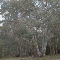Eucalyptus polyanthemos (Red Box) at Belconnen, ACT - 17 Aug 2018 by MatthewFrawley