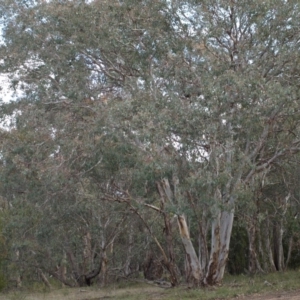 Eucalyptus polyanthemos at Belconnen, ACT - 17 Aug 2018