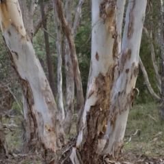 Eucalyptus polyanthemos at Aranda Bushland - 17 Aug 2018