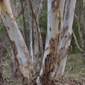 Eucalyptus polyanthemos at Belconnen, ACT - 17 Aug 2018