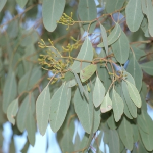 Eucalyptus polyanthemos at Belconnen, ACT - 17 Aug 2018