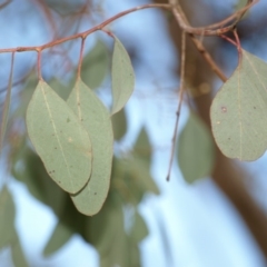 Eucalyptus polyanthemos at Belconnen, ACT - 17 Aug 2018