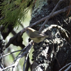 Acanthiza lineata (Striated Thornbill) at Aranda Bushland - 17 Aug 2018 by MatthewFrawley