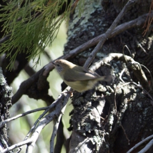 Acanthiza lineata at Belconnen, ACT - 17 Aug 2018