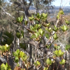 Arbutus unedo (Strawberry Tree) at Aranda Bushland - 17 Aug 2018 by MatthewFrawley