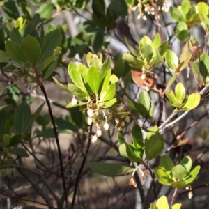 Arbutus unedo at Aranda, ACT - 17 Aug 2018