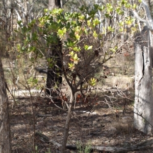 Arbutus unedo at Aranda, ACT - 17 Aug 2018