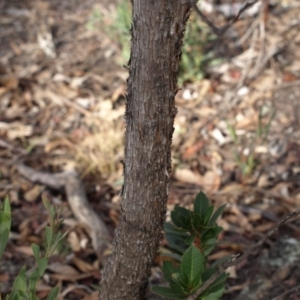 Arbutus unedo at Aranda, ACT - 17 Aug 2018