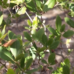 Arbutus unedo at Aranda, ACT - 17 Aug 2018