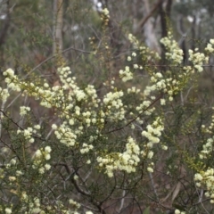 Acacia genistifolia (Early Wattle) at Aranda Bushland - 17 Aug 2018 by MatthewFrawley