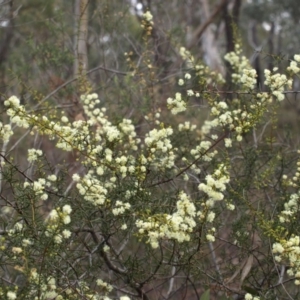 Acacia genistifolia at Belconnen, ACT - 17 Aug 2018 12:21 PM