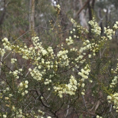 Acacia genistifolia (Early Wattle) at Belconnen, ACT - 17 Aug 2018 by MatthewFrawley