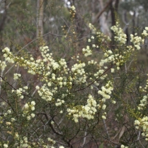 Acacia genistifolia at Belconnen, ACT - 17 Aug 2018