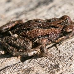 Crinia signifera (Common Eastern Froglet) at Mulligans Flat - 14 Aug 2018 by SWishart