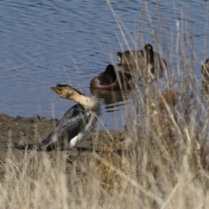 Microcarbo melanoleucos at Michelago, NSW - 27 Jul 2018