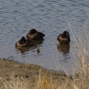 Aythya australis at Michelago, NSW - 27 Jul 2018