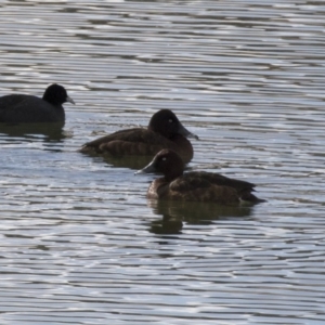 Aythya australis at Michelago, NSW - 27 Jul 2018