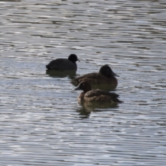 Aythya australis at Michelago, NSW - 27 Jul 2018