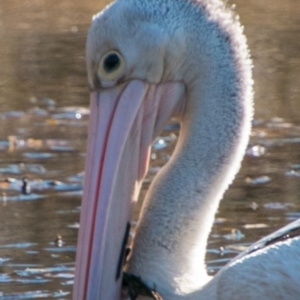 Pelecanus conspicillatus at Forde, ACT - 14 Aug 2018 02:19 PM