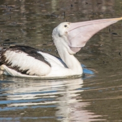 Pelecanus conspicillatus at Forde, ACT - 14 Aug 2018 02:19 PM