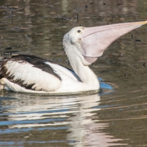 Pelecanus conspicillatus at Forde, ACT - 14 Aug 2018