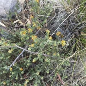 Pultenaea procumbens at Michelago, NSW - 15 Oct 2015