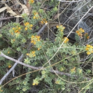 Pultenaea procumbens at Michelago, NSW - 15 Oct 2015 07:34 AM