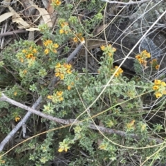 Pultenaea procumbens at Michelago, NSW - 15 Oct 2015