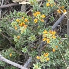 Pultenaea procumbens at Michelago, NSW - 15 Oct 2015