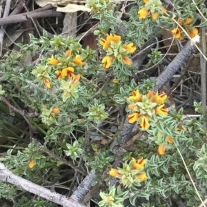 Pultenaea procumbens at Michelago, NSW - 15 Oct 2015 07:34 AM