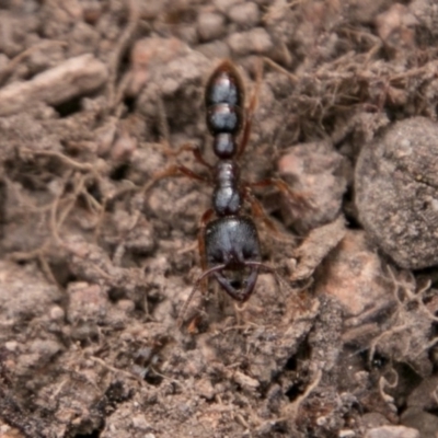 Amblyopone australis (Slow Ant) at Cooleman Ridge - 15 Aug 2018 by SWishart