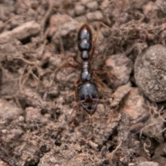Amblyopone australis (Slow Ant) at Stromlo, ACT - 15 Aug 2018 by SWishart