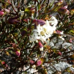 Pimelea linifolia (Slender Rice Flower) at Tralee, NSW - 19 Aug 2018 by Wandiyali