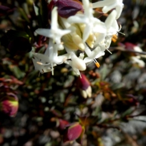 Pimelea linifolia at Tralee, NSW - 19 Aug 2018