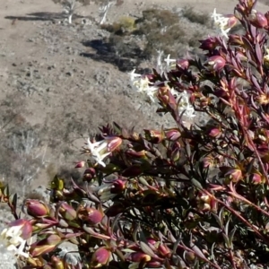 Pimelea linifolia at Tralee, NSW - 19 Aug 2018