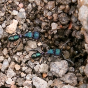 Rhytidoponera metallica at Stromlo, ACT - 15 Aug 2018 02:41 PM