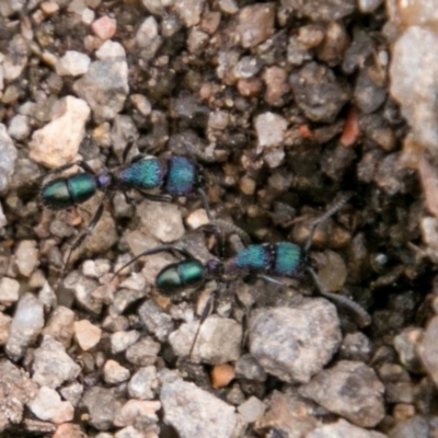 Rhytidoponera metallica (Greenhead ant) at Cooleman Ridge - 15 Aug 2018 by SWishart