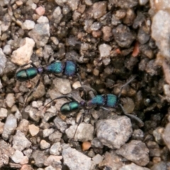 Rhytidoponera metallica (Greenhead ant) at Cooleman Ridge - 15 Aug 2018 by SWishart