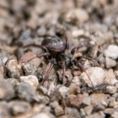 Habronestes sp. (genus) (An ant-eating spider) at Stromlo, ACT - 15 Aug 2018 by SWishart