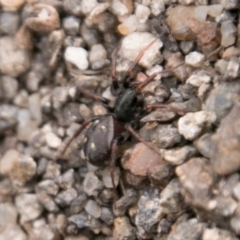 Habronestes sp. (genus) at Stromlo, ACT - 15 Aug 2018 02:42 PM